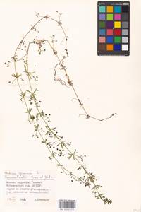 Подмаренник ложный L., Восточная Европа, Московская область и Москва (E4a) (Россия)