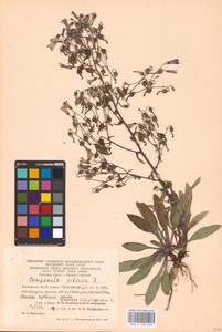 Колокольчик сибирский L., Восточная Европа, Восточный район (E10) (Россия)