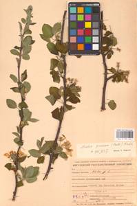 Яблоня лесная Mill., Восточная Европа, Средневолжский район (E8) (Россия)