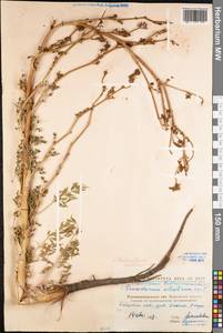 Златогоричник морозниковый (L.) Schur, Восточная Европа, Северо-Украинский район (E11) (Украина)