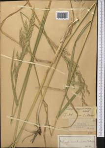 Овсянница тростниковая Schreb. , nom. cons., Средняя Азия и Казахстан, Джунгарский Алатау и Тарбагатай (M5) (Казахстан)