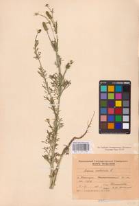 Горицвет летний, Адонис летний L., Восточная Европа, Молдавия (E13a) (Молдавия)