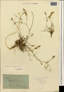 Astragalus brevipes Bunge, Кавказ, Армения (K5) (Армения)