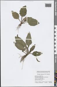 Подорожник топяной F. W. Schmidt, Восточная Европа, Центральный район (E4) (Россия)