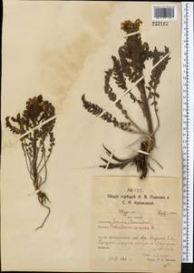 Мытник Кауфмана, Мытник Кауфманна Pinzger, Средняя Азия и Казахстан, Северный и Центральный Казахстан (M10) (Казахстан)