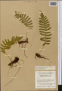 Polypodium glycyrrhiza D. C. Eaton, Америка (AMER) (Канада)