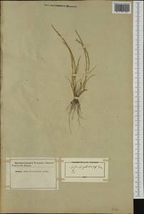 Hainardia cylindrica (Willd.) Greuter, Западная Европа (EUR) (Неизвестно)