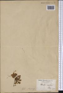 Rhododendron periclymenoides (Michx.) Shinners, Америка (AMER) (США)