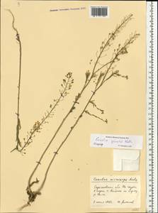 Camelina microcarpa subsp. pilosa (DC.) Jáv., Восточная Европа, Нижневолжский район (E9) (Россия)