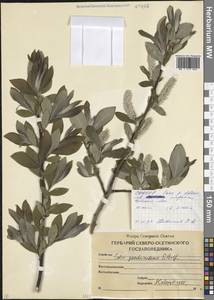 Ива ложномедемская E.L.Wolf, Кавказ, Северная Осетия, Ингушетия и Чечня (K1c) (Россия)