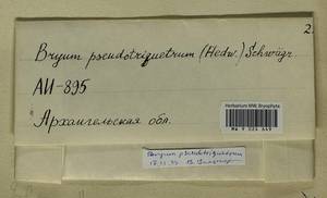 Ptychostomum pseudotriquetrum (Hedw.) J.R. Spence & H.P. Ramsay, Гербарий мохообразных, Мхи - Архангельская и Вологодская области, Коми, Ненецкий АО (B7) (Россия)