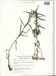 Achillea salicifolia subsp. salicifolia, Восточная Европа, Центральный лесной район (E5) (Россия)