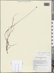 Осока тонкоцветковая Wahlenb., Сибирь, Дальний Восток (S6) (Россия)