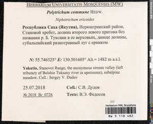 Polytrichum commune Hedw., Гербарий мохообразных, Мхи - Якутия (B19) (Россия)