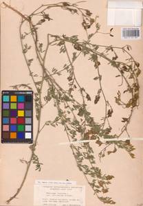 Люцерна серповидная L., Восточная Европа, Ростовская область (E12a) (Россия)