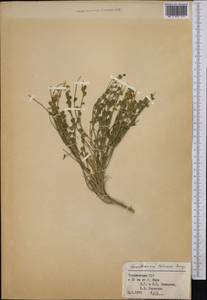 Sophora lehmannii (Bunge) Yakovlev, Средняя Азия и Казахстан, Каракумы (M6) (Туркмения)