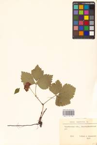 Костяника каменистая L., Восточная Европа, Восточный район (E10) (Россия)