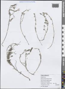 Лядвенец критский L., Западная Европа (EUR) (Португалия)