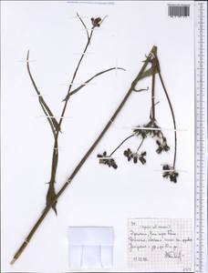 Asteraceae, Африка (AFR) (Эфиопия)