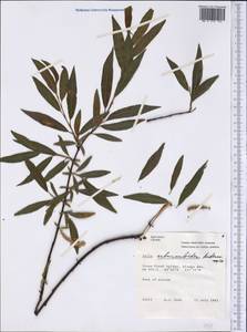 Salix arbusculoides Anderss., Америка (AMER) (Канада)