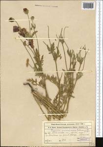 Roemeria pavonina, Средняя Азия и Казахстан, Северный и Центральный Тянь-Шань (M4) (Казахстан)