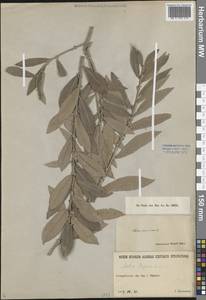 Ива пепельно-серая L., Средняя Азия и Казахстан, Северный и Центральный Тянь-Шань (M4) (Казахстан)