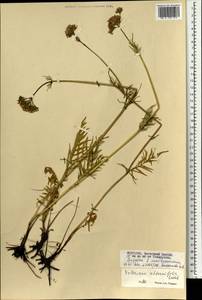 Валериана очереднолистная Ledeb., Монголия (MONG) (Монголия)