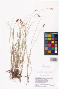 Осока ранняя Schreb., Восточная Европа, Нижневолжский район (E9) (Россия)