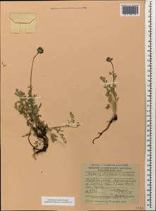Astragalus alyssoides Lam., Кавказ, Азербайджан (K6) (Азербайджан)