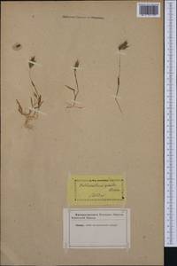 Anthoxanthum gracile Biv., Западная Европа (EUR) (Неизвестно)