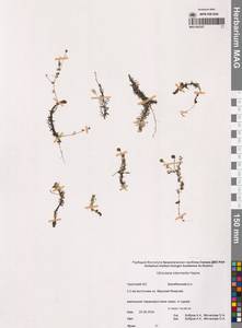 Пузырчатка средняя  Hayne, Сибирь, Чукотка и Камчатка (S7) (Россия)