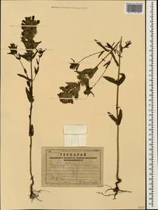 Rhinanthus ponticus (Sterneck) Vassilcz., Кавказ, Армения (K5) (Армения)