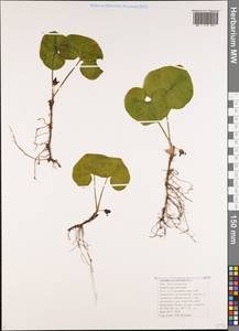Asarum europaeum subsp. caucasicum (Duchartre) Soó, Кавказ, Черноморское побережье (от Новороссийска до Адлера) (K3) (Россия)