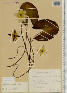 Nymphaea ×borealis E. G. Camus, Восточная Европа, Центральный район (E4) (Россия)