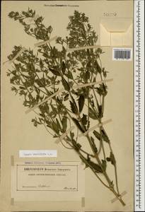 Nepeta ucranica subsp. parviflora (M.Bieb.) M.Masclans de Bolos, Кавказ (без точных местонахождений) (K0)