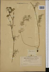 Жабрица однолетняя L., Западная Европа (EUR) (Неизвестно)