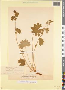 Манжетка обыкновенная L., Восточная Европа, Белоруссия (E3a) (Белоруссия)