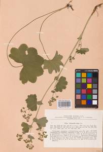 Манжетка зияющая Juz., Восточная Европа, Восточный район (E10) (Россия)