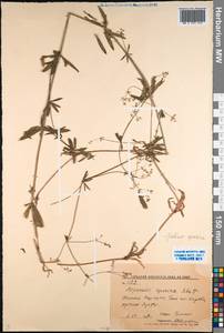 Подмаренник цепкий L., Средняя Азия и Казахстан, Западный Тянь-Шань и Каратау (M3) (Киргизия)