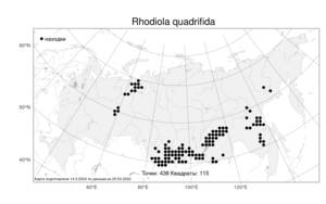 Rhodiola quadrifida, Родиола четырехнадрезная, Родиола четырехчленная (Pall.) Fisch. & C. A. Mey., Атлас флоры России (FLORUS) (Россия)