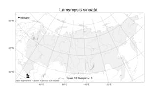 Lamyropsis sinuata, Ламиропсис выемчатый (Trautv.) Dittrich, Атлас флоры России (FLORUS) (Россия)