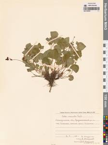 Фиалка Морица Tepl., Сибирь, Чукотка и Камчатка (S7) (Россия)