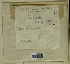 Plagiomnium cuspidatum (Hedw.) T.J. Kop., Гербарий мохообразных, Мхи - Центральное Нечерноземье (B6) (Россия)