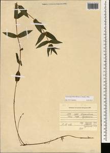 Gonostegia hirta (Blume) Miq., Зарубежная Азия (ASIA) (Вьетнам)