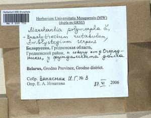 Marchantia polymorpha L., Гербарий мохообразных, Мхи - Белоруссия (B2) (Белоруссия)