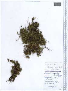 Псевдошерлерия аизовидная (Boiss.) Dillenb. & Kadereit, Кавказ, Армения (K5) (Армения)