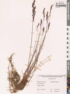 Мятлик сизый Vahl, Сибирь, Чукотка и Камчатка (S7) (Россия)