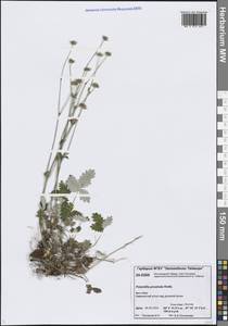 Potentilla × prostrata Rottb., Сибирь, Центральная Сибирь (S3) (Россия)