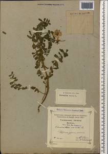 Вязель пестрый, Вязель разноцветный L., Кавказ, Грузия (K4) (Грузия)