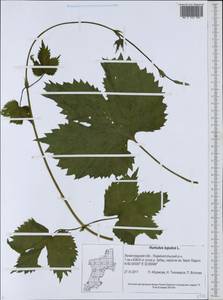 Хмель обыкновенный L., Восточная Европа, Северо-Западный район (E2) (Россия)